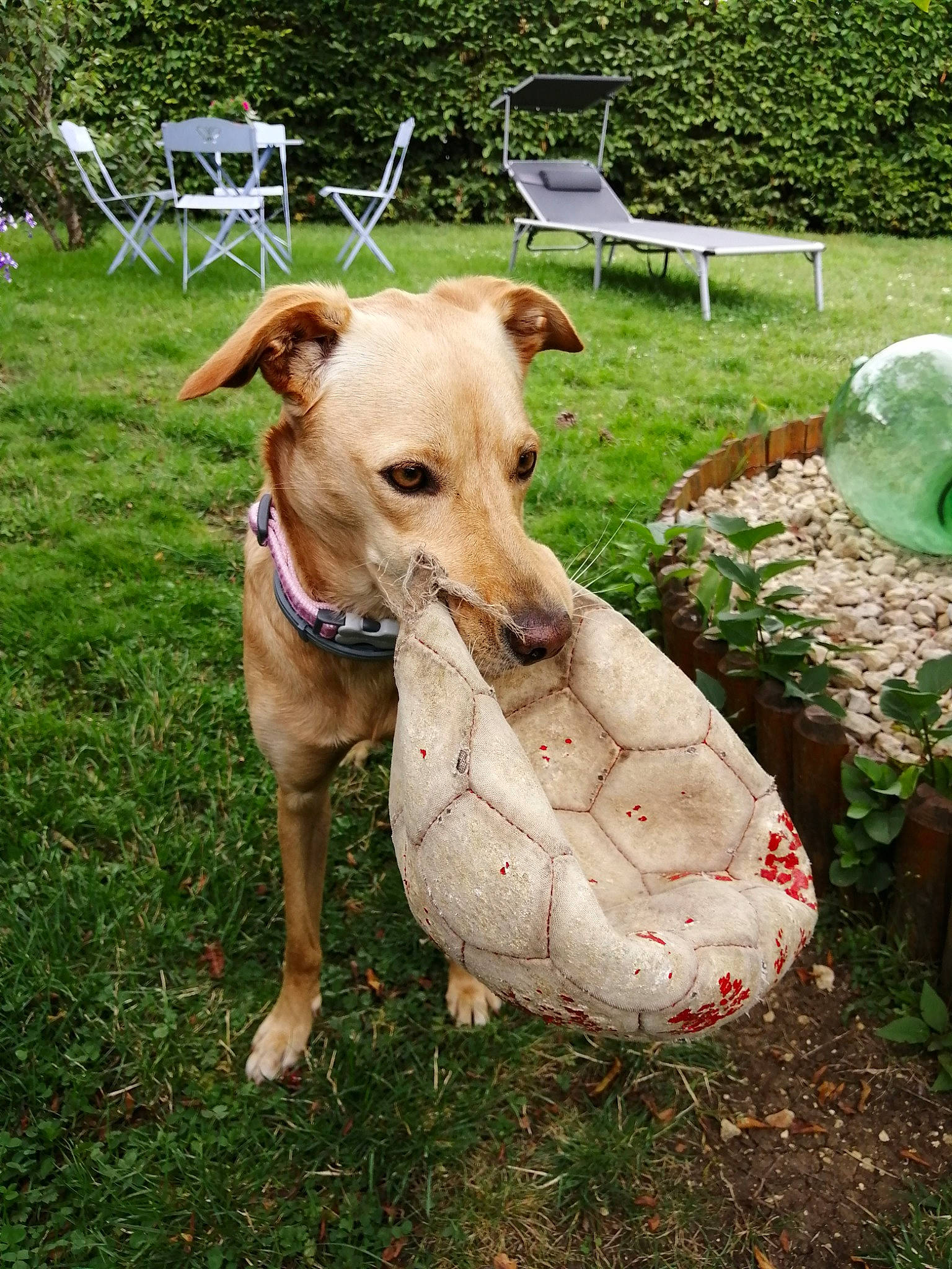 Ama a rejoint le concours — aidez-le/la à gagner de superbes lots ! carnivore, chair, collar, companion_dog, dog, dog_breed, dog_clothes, dog_collar, dog_supply, fawn, grass, green, groundcover, outdoor_furniture, pet_supply, plant, snout, sporting_group, tail, working_animal