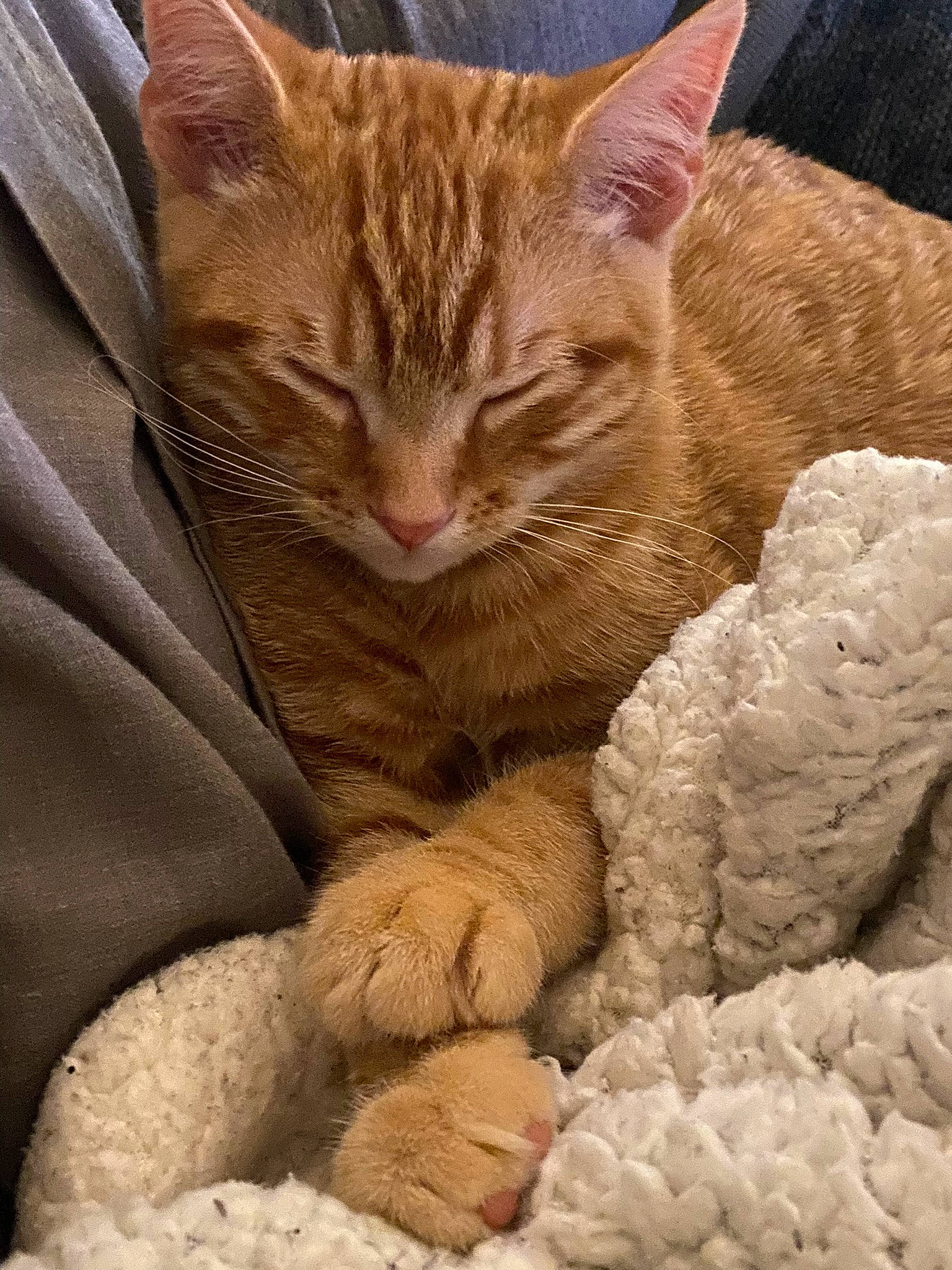 Charlie joined the competition — help win amazing prizes! carnivore, cat, claw, comfort, domestic_short_haired_cat, eye, fawn, felidae, foot, fur, gesture, nap, nose, paw, small_to_medium_sized_cats, snout, tail, terrestrial_animal, whiskers, wildlife