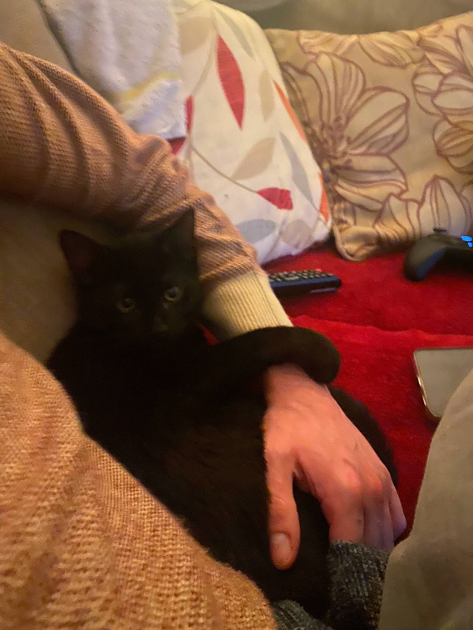 Salem is registered to the contest to win money with this photo: carnivore, cat, comfort, couch, felidae, finger, flooring, gesture, hand, human_leg, lap, leg, linens, nail, small_to_medium_sized_cats, textile, thigh, tints_and_shades, whiskers, wood