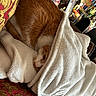 cat, orange_cat, white_cat, blanket, couch, red_couch, patterned_couch, fluffy_blanket, curled_up, peeking, resting, indoor, cozy, pet, feline, fur, sleepy, comfort, home, relaxation