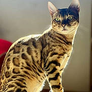 Bali a rejoint le concours — aidez-le/la à gagner de superbes lots ! cat, bengal_cat, animal, pet, feline, spotted_coat, sitting, sunlight, indoor, portrait, whiskers, ears, tail, eyes, fur, striped, domestic_cat, closeup, looking_away, natural_light