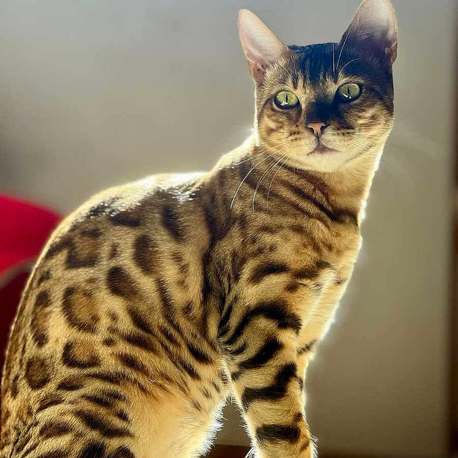 Bali a rejoint le concours — aidez-le/la à gagner de superbes lots ! cat, bengal_cat, animal, pet, feline, spotted_coat, sitting, sunlight, indoor, portrait, whiskers, ears, tail, eyes, fur, striped, domestic_cat, closeup, looking_away, natural_light