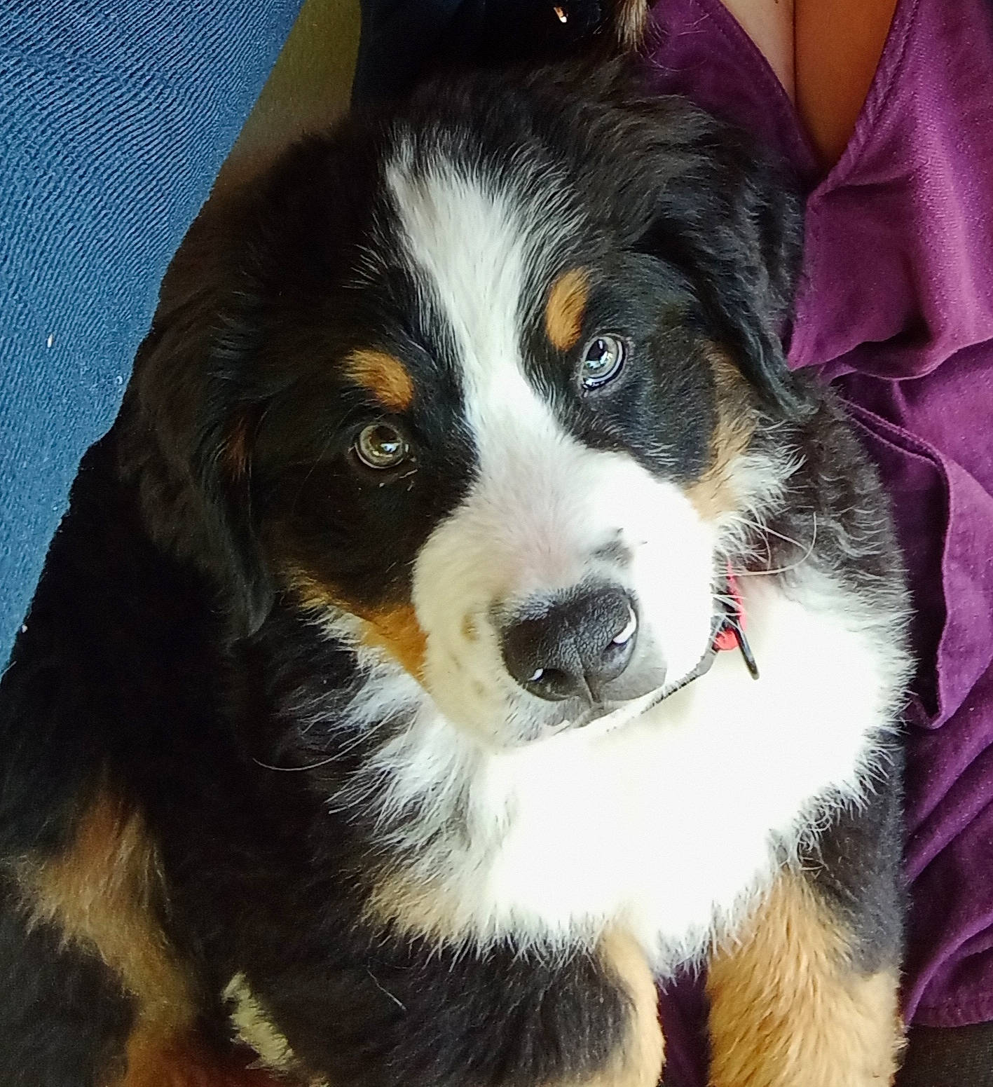 Tsar participe au concours pour gagner de l'argent avec cette photo : ball, bernese_mountain_dog, bored, canidae, carnivore, companion_dog, dog, dog_breed, fur, herding_dog, snout, sporting_group, terrestrial_animal, whiskers, working_animal, working_dog