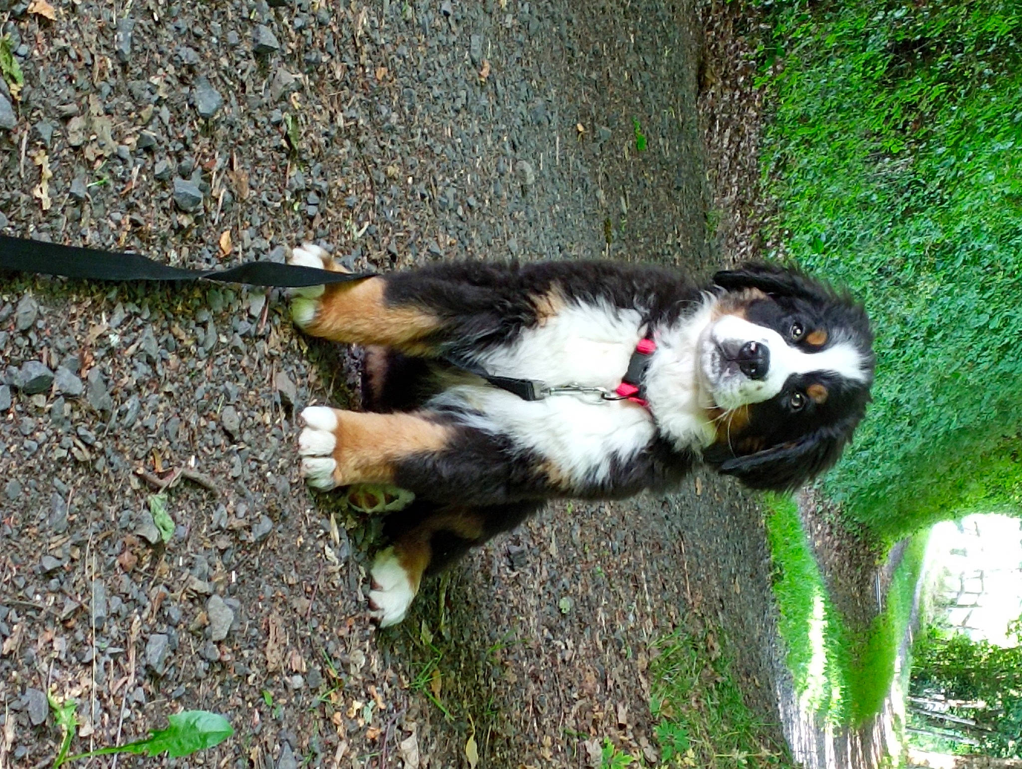 Tsar a rejoint le concours — aidez-le/la à gagner de superbes lots ! asphalt, canidae, carnivore, companion_dog, dog, dog_breed, fawn, felidae, fur, grass, leaf, leash, plant, road_surface, snout, sporting_group, tail, terrestrial_animal, tree, working_animal