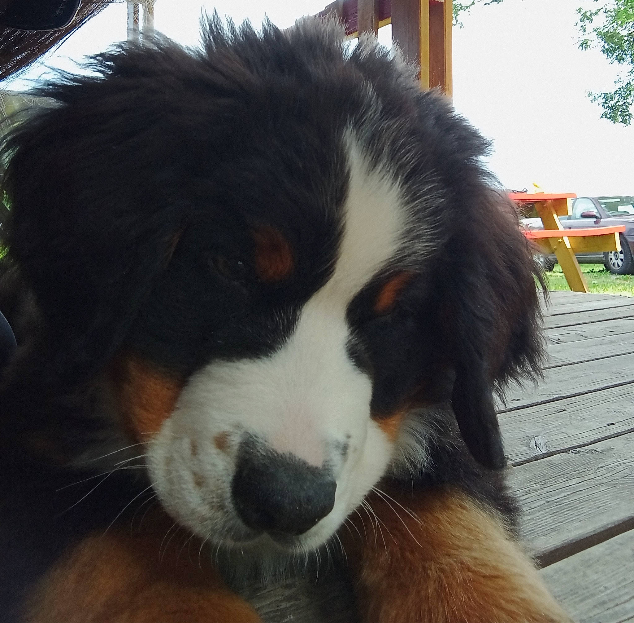 Tsar participe au concours pour gagner de l'argent avec cette photo : bernese_mountain_dog, bored, canidae, carnivore, companion_dog, dog, dog_breed, fur, giant_dog_breed, herding_dog, sky, snout, sporting_group, terrestrial_animal, tire, wheel, whiskers, working_animal, working_dog