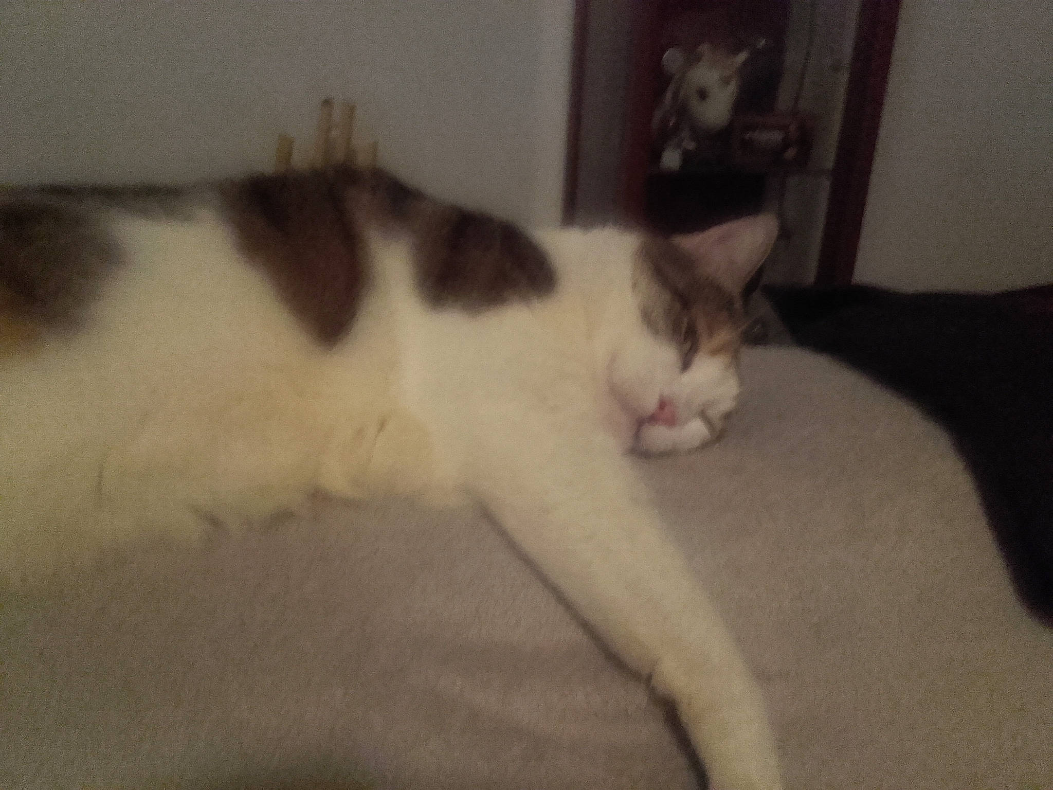 Mimine participe au concours pour gagner de l'argent avec cette photo : carnivore, cat, comfort, domestic_short_haired_cat, felidae, flooring, fur, hardwood, nap, paw, room, small_to_medium_sized_cats, snout, tail, whiskers, wood