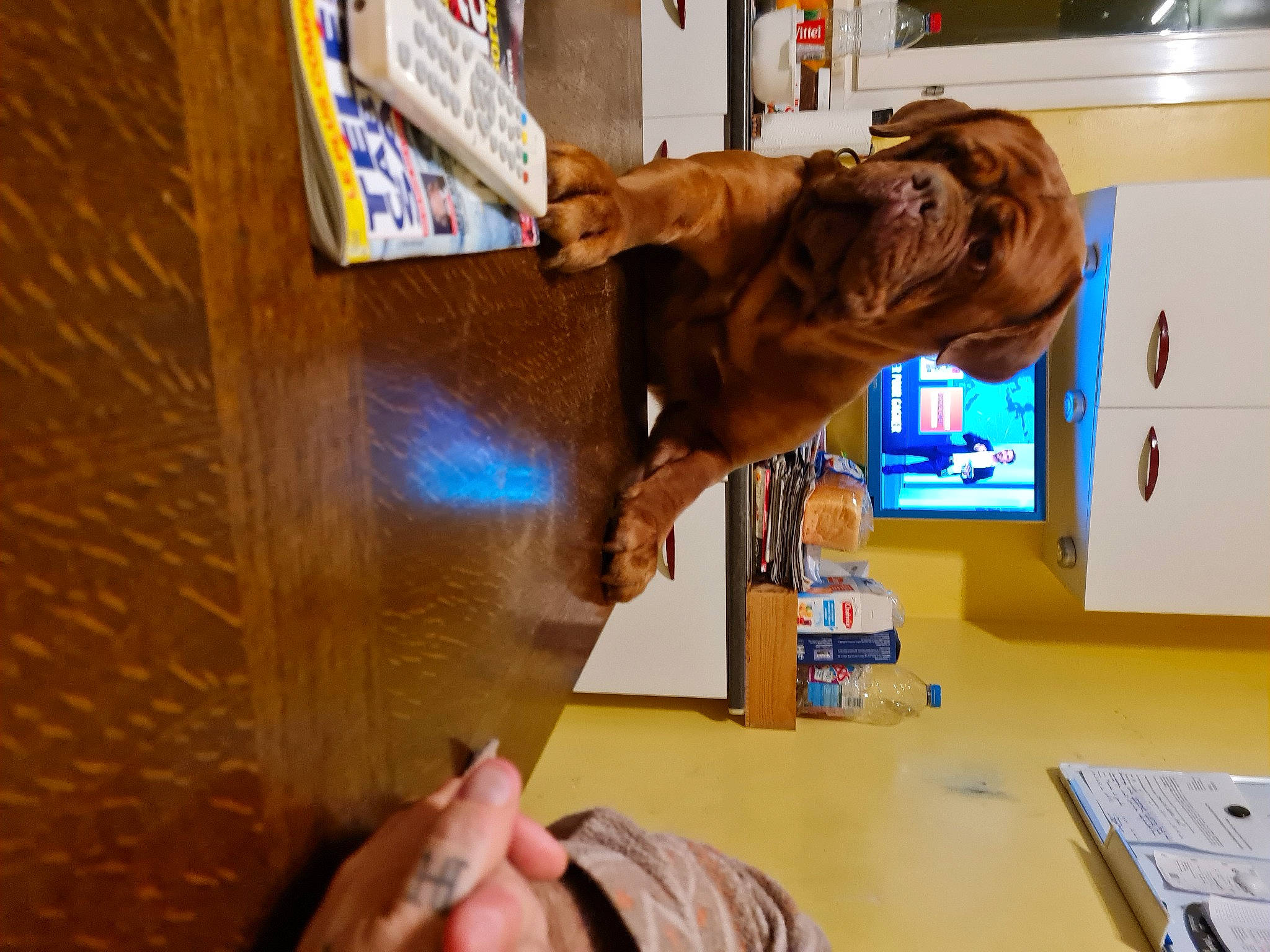 Piper participe au concours pour gagner de l'argent avec cette photo : art, bookcase, carnivore, companion_dog, dog, dog_breed, flooring, fun, fur, gesture, liver, machine, room, sculpture, table, tree, visual_arts, wood, wood_stain, working_animal