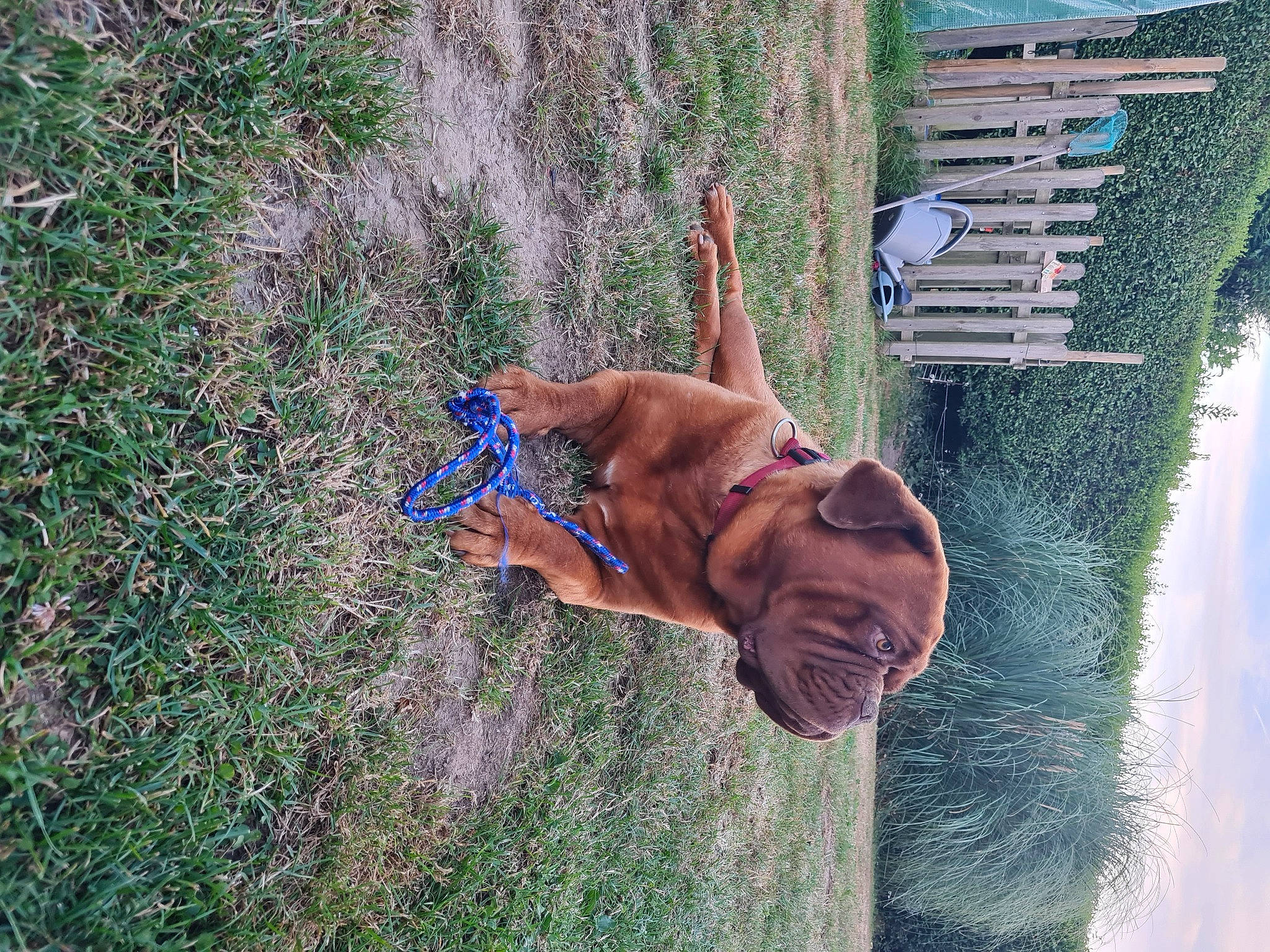 Piper a rejoint le concours — aidez-le/la à gagner de superbes lots ! adventure, dog, fawn, fun, grass, happy, landscape, leisure, organism, people_in_nature, plant, recreation, sky, smile, soil, sunglasses, tree, water, wood