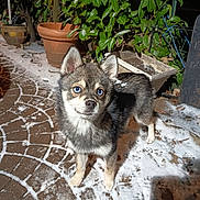 Anouk participe au concours pour gagner de l'argent avec cette photo : adorable, animal, blue_eyes, cold, curious, dog, fur, garden, leafy, looking_up, night, outdoor, pet, plants, potted_plants, puppy, small_dog, snow, stone_pathway, winter