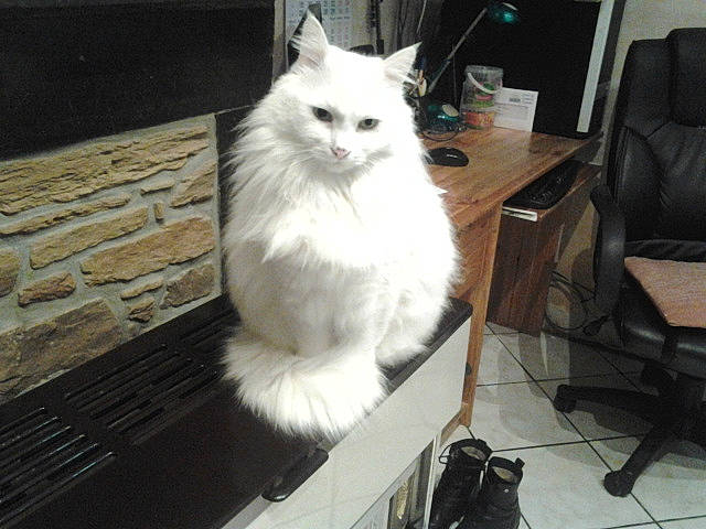 Puce a rejoint le concours — aidez-le/la à gagner de superbes lots ! asian_semi_longhair, black_and_white, british_semi_longhair, carnivore, cat, domestic_long_haired_cat, felidae, fur, kitten, mammal, norwegian_forest_cat, persian, ragamuffin, ragdoll, small_to_medium_sized_cats, tail, turkish_angora, turkish_van, whiskers, white