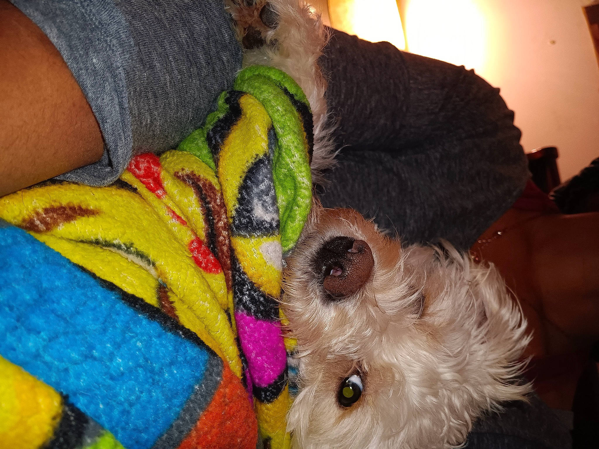 Bailey Rose joined the competition — help win amazing prizes! canidae, carnivore, companion_dog, dog_breed, dog_clothes, fawn, foot, fur, human_leg, pattern, plush, snout, sporting_group, stuffed_toy, sunglasses, textile, toy, toy_dog, whiskers, wool