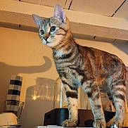 Wisty a rejoint le concours — aidez-le/la à gagner de superbes lots ! cat, tabby, indoor, shadow, kitchen, curious, animal, pet, standing, fur, whiskers, ears, container, tabletop, household, domestic, mammal, feline, closeup, background