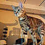 cat, tabby, indoor, shadow, kitchen, curious, animal, pet, standing, fur, whiskers, ears, container, tabletop, household, domestic, mammal, feline, closeup, background