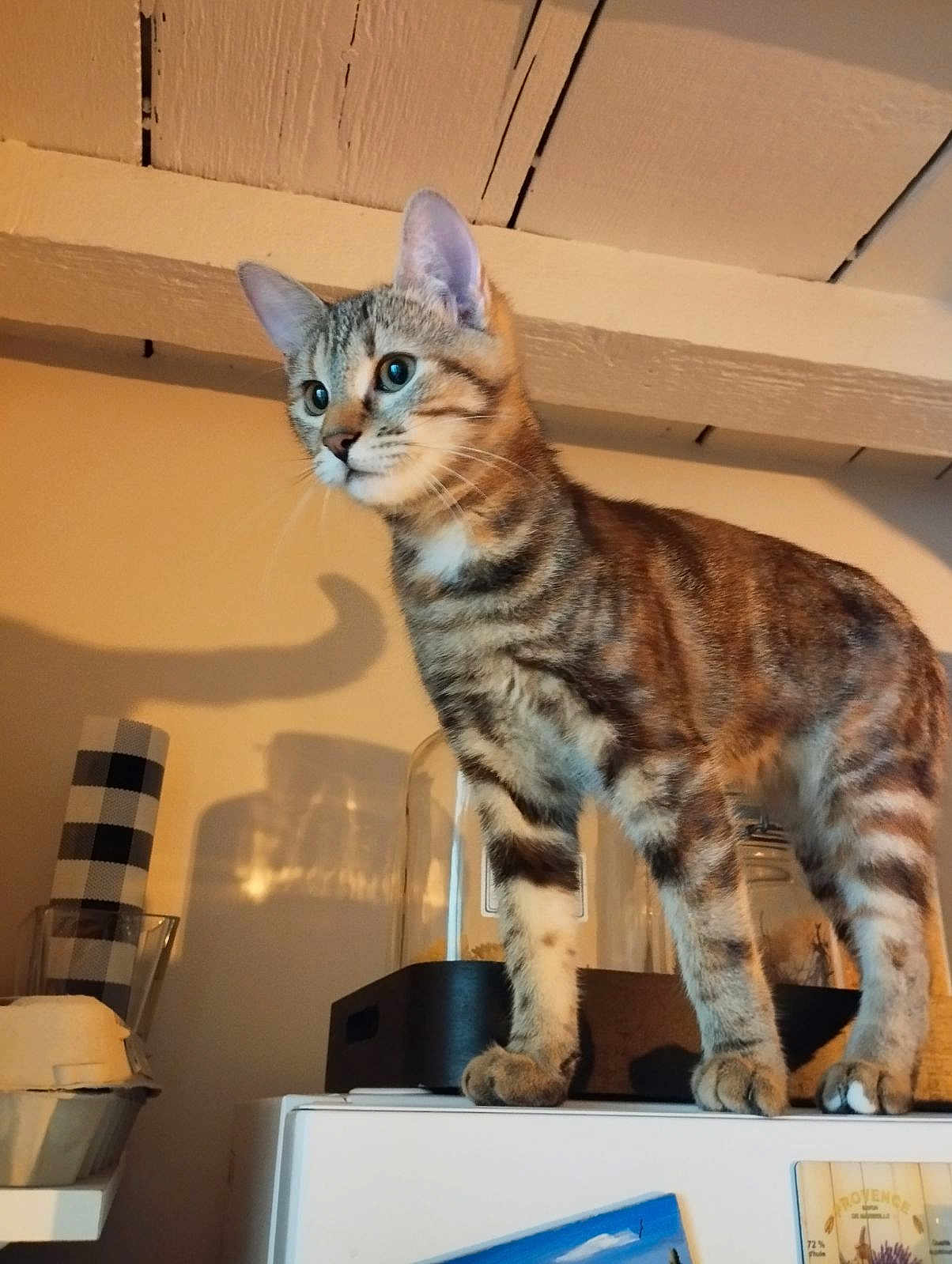 Wisty a rejoint le concours — aidez-le/la à gagner de superbes lots ! cat, tabby, indoor, shadow, kitchen, curious, animal, pet, standing, fur, whiskers, ears, container, tabletop, household, domestic, mammal, feline, closeup, background