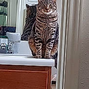 Tink Tink joined the competition — help win amazing prizes! cat, tabby_cat, reflection, mirror, bathroom, sink, faucet, countertop, wooden_cabinet, indoor, pet, striped, feline, domestic_cat, animal, household, cleaning_supplies, still_life, sitting, portrait