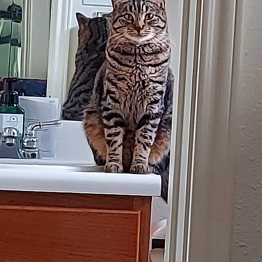 Tink Tink joined the competition — help win amazing prizes! animal, bathroom, cat, cleaning_supplies, countertop, domestic_cat, faucet, feline, household, indoor, mirror, pet, portrait, reflection, sink, sitting, still_life, striped, tabby_cat, wooden_cabinet
