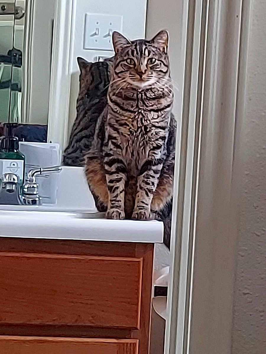 Tink Tink joined the competition — help win amazing prizes! cat, tabby_cat, reflection, mirror, bathroom, sink, faucet, countertop, wooden_cabinet, indoor, pet, striped, feline, domestic_cat, animal, household, cleaning_supplies, still_life, sitting, portrait