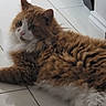 cat, orange_cat, white_cat, fluffy, pet, indoor, floor, tile_floor, relaxed, lying_down, fur, whiskers, paw, domestic_animal, animal, cute, feline, side_view, resting, calm