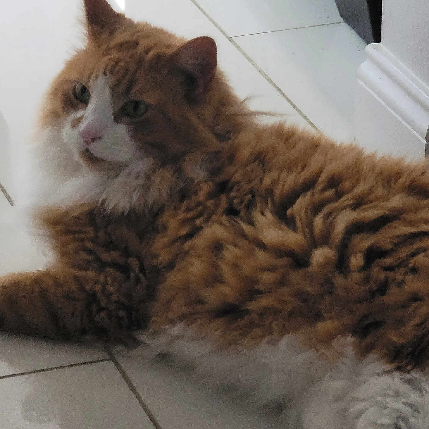 Garfield joined the competition — help win amazing prizes! cat, orange_cat, white_cat, fluffy, pet, indoor, floor, tile_floor, relaxed, lying_down, fur, whiskers, paw, domestic_animal, animal, cute, feline, side_view, resting, calm