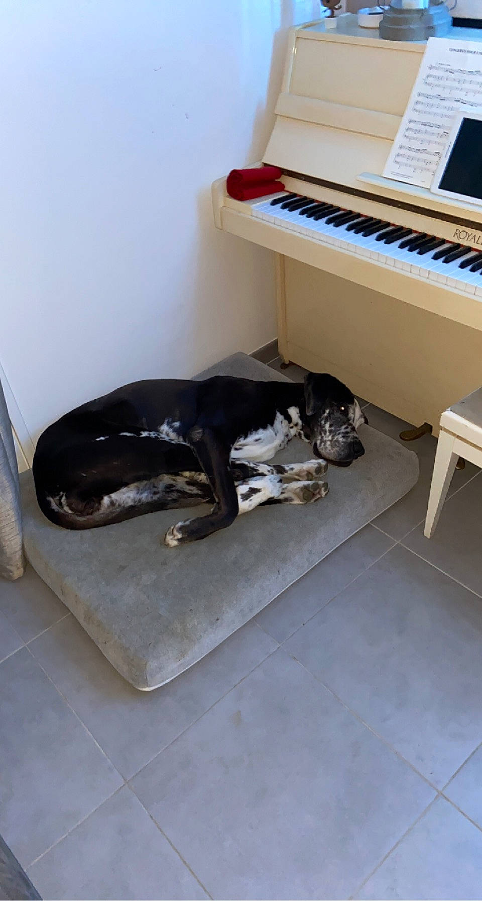 Jersey a rejoint le concours — aidez-le/la à gagner de superbes lots ! carnivore, comfort, digital_piano, dog, dog_breed, electric_piano, electronic_keyboard, electronic_musical_instrument, flooring, keyboard, keyboard_player, musical_instrument, musical_instrument_accessory, musical_keyboard, pianist, piano, room, spinet, sporting_group, tail