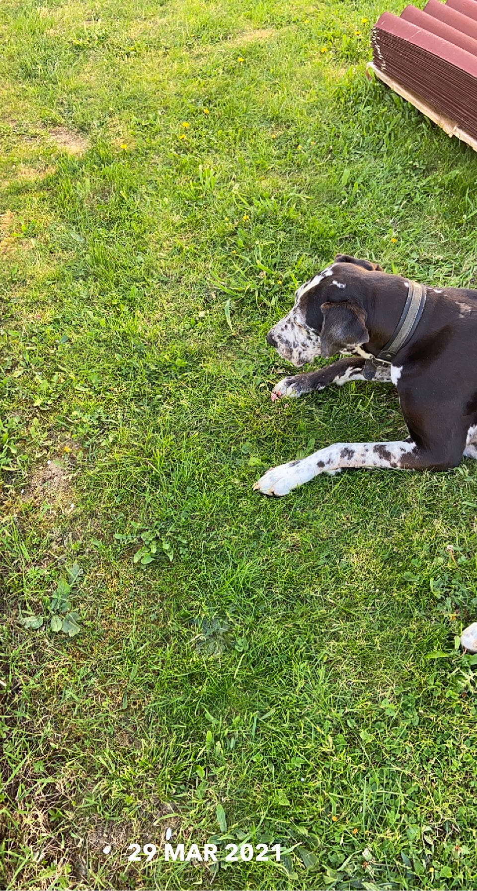 Jersey participe au concours pour gagner de l'argent avec cette photo : bulldog, canidae, carnivore, collar, companion_dog, dog, dog_breed, dog_collar, fawn, garden, grass, groundcover, guard_dog, molosser, plant, shrub, snout, sporting_group, tail, working_animal