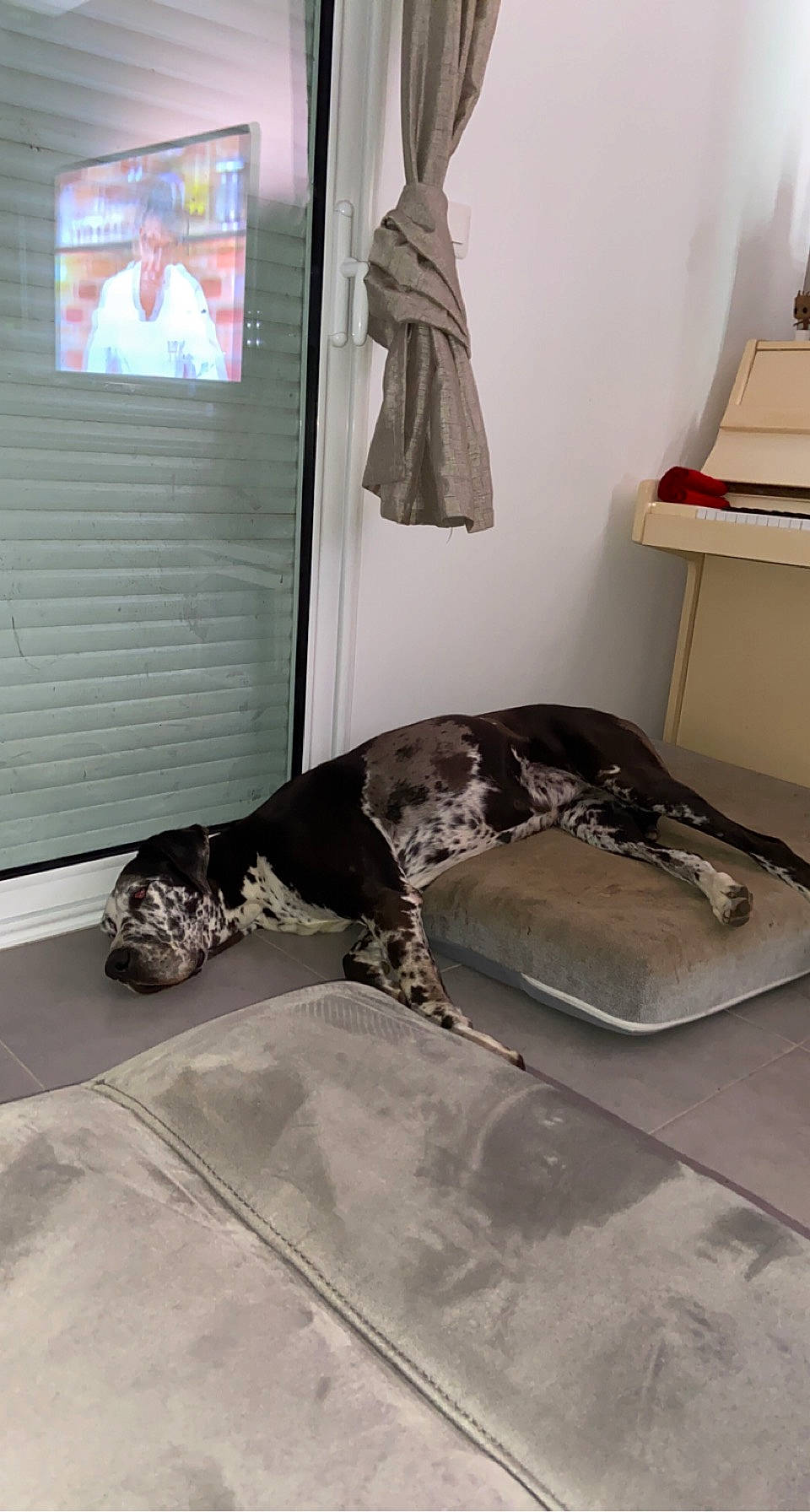 Jersey participe au concours pour gagner de l'argent avec cette photo : carnivore, comfort, companion_dog, dog, dog_breed, floor, flooring, grey, hardwood, human_leg, interior_design, linens, non_sporting_group, room, sporting_group, studio_couch, tail, wood