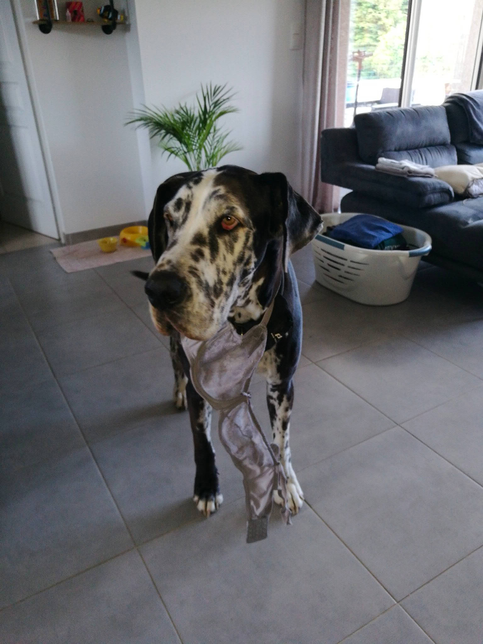 Jersey a rejoint le concours — aidez-le/la à gagner de superbes lots ! canidae, carnivore, comfort, companion_dog, couch, dog, dog_breed, fawn, floor, flooring, fur, guard_dog, houseplant, plant, room, snout, sporting_group, tail, window, working_animal