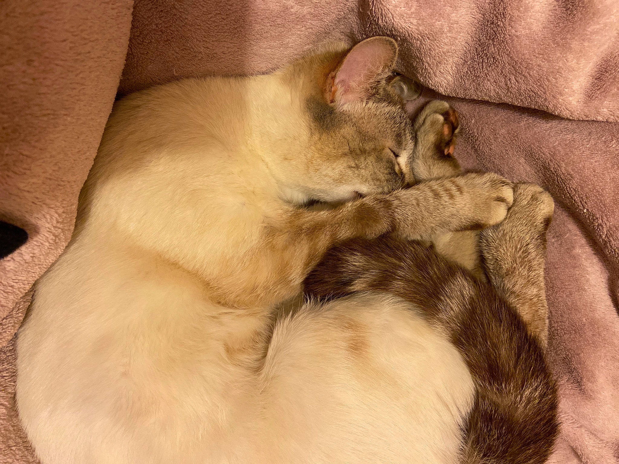 Kika participe au concours pour gagner de l'argent avec cette photo : canidae, carnivore, cat, cat_bed, claw, comfort, dog_breed, domestic_short_haired_cat, ear, fawn, felidae, fur, gesture, nap, paw, small_to_medium_sized_cats, snout, tail, textile, whiskers