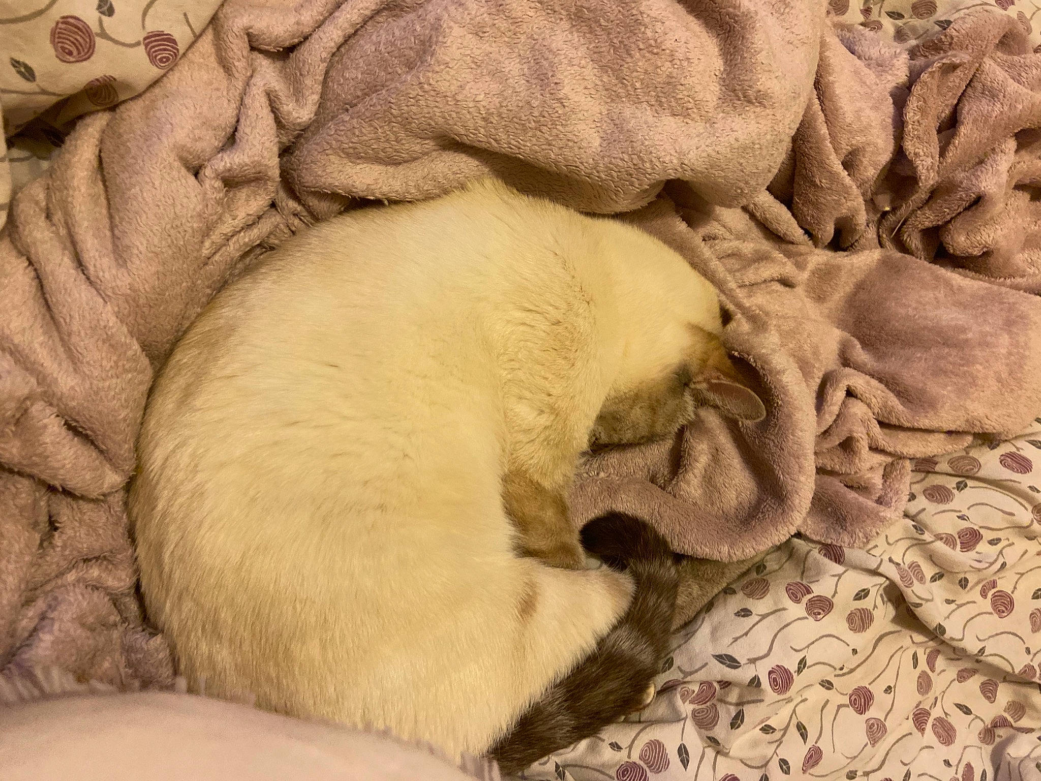 Kika a rejoint le concours — aidez-le/la à gagner de superbes lots ! beige, canidae, carnivore, comfort, companion_dog, dog, dog_breed, fawn, felidae, fur, gunny_sack, linens, nap, paw, sleep, small_to_medium_sized_cats, sporting_group, tail, terrestrial_animal, wildlife