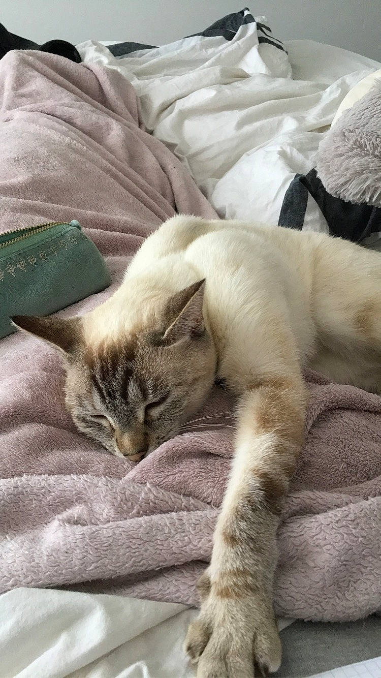 Kika a rejoint le concours — aidez-le/la à gagner de superbes lots ! bedding, carnivore, cat, claw, comfort, domestic_short_haired_cat, fawn, felidae, fur, linens, mammal, nap, paw, sitting, small_to_medium_sized_cats, snout, tail, terrestrial_animal, vertebrate, whiskers