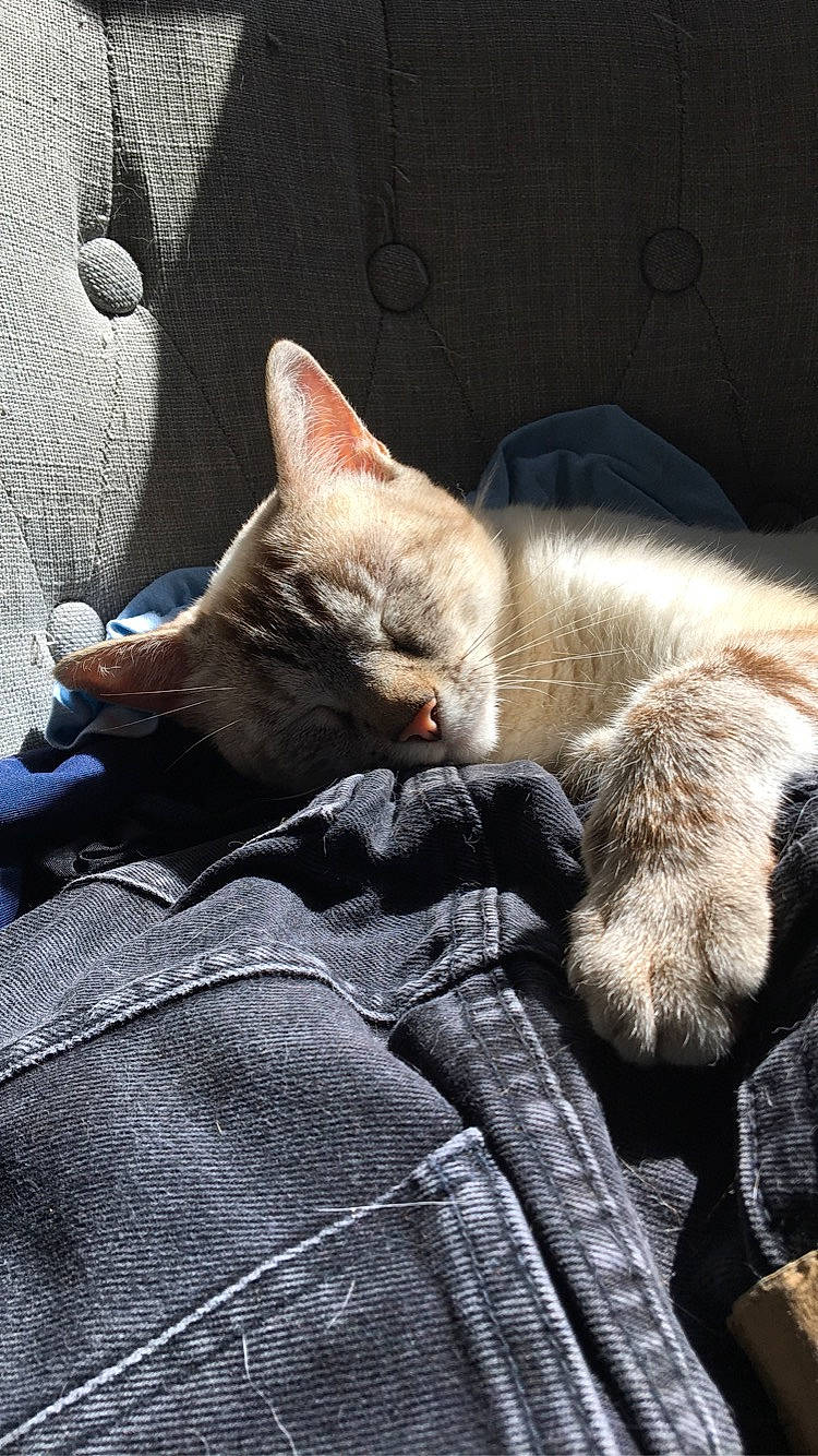 Kika a rejoint le concours — aidez-le/la à gagner de superbes lots ! canidae, carnivore, cat, cat_supply, claw, comfort, domestic_short_haired_cat, fawn, felidae, fur, grey, linens, mammal, nap, paw, small_to_medium_sized_cats, snout, tail, vertebrate, whiskers