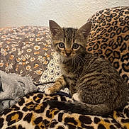 Dolly is registered to the contest to win money with this photo: kitten, tabby, cat, animal, pet, feline, leopard_print, blanket, cozy, indoor, fur, whiskers, cute, small, sitting, curious, patterned, soft, texture, ears