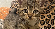 Dolly is registered to the contest to win money with this photo: kitten, cat, tabby, animal, pet, fur, whiskers, ears, eyes, leopard_print, blanket, cute, domestic_animal, feline, young, indoor, closeup, mammal, small, resting