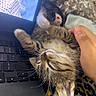 Dolly is registered to the contest to win money with this photo: kitten, cat, sleeping, paw, hand, laptop, keyboard, blanket, pattern, leopard_print, closeup, cute, pet, fur, whiskers, relaxing, cozy, indoor, resting, domestic_animal