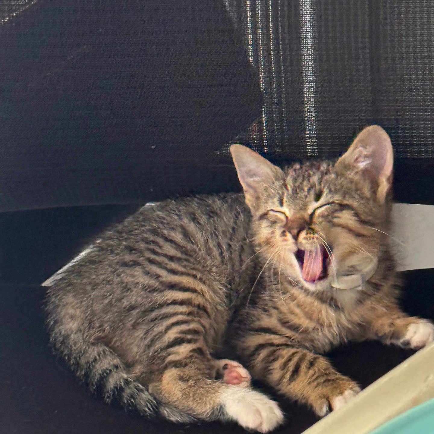 Dolly joined the competition — help win amazing prizes! kitten, cat, tabby, yawning, sleepy, pet, animal, fur, whiskers, paw, cute, domestic_cat, indoor, resting, closeup, striped, feline, small, young, cozy