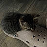 Dolly is registered to the contest to win money with this photo: kitten, cat, tabby, slipper, croc, footwear, floor, wooden_floor, pet, animal, small, cozy, curious, indoor, cute, feline, fur, resting, domestic_animal, closeup