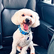 Pancho joined the competition — help win amazing prizes! dog, poodle, white_dog, pet, collar, car_seat, leather_seat, happy, tongue_out, indoor, vehicle, smiling, fur, animal, sitting, cute, companion, domestic_animal, friendly, bright