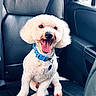 dog, poodle, white_dog, pet, collar, car_seat, leather_seat, happy, tongue_out, indoor, vehicle, smiling, fur, animal, sitting, cute, companion, domestic_animal, friendly, bright