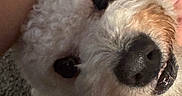 Pancho joined the competition — help win amazing prizes! dog, close_up, curly_fur, white_fur, pet, animal, cute, face, nose, eyes, mouth, teeth, indoor, portrait, looking_up, fur_texture, adorable, expression, warm_lighting, fluffy