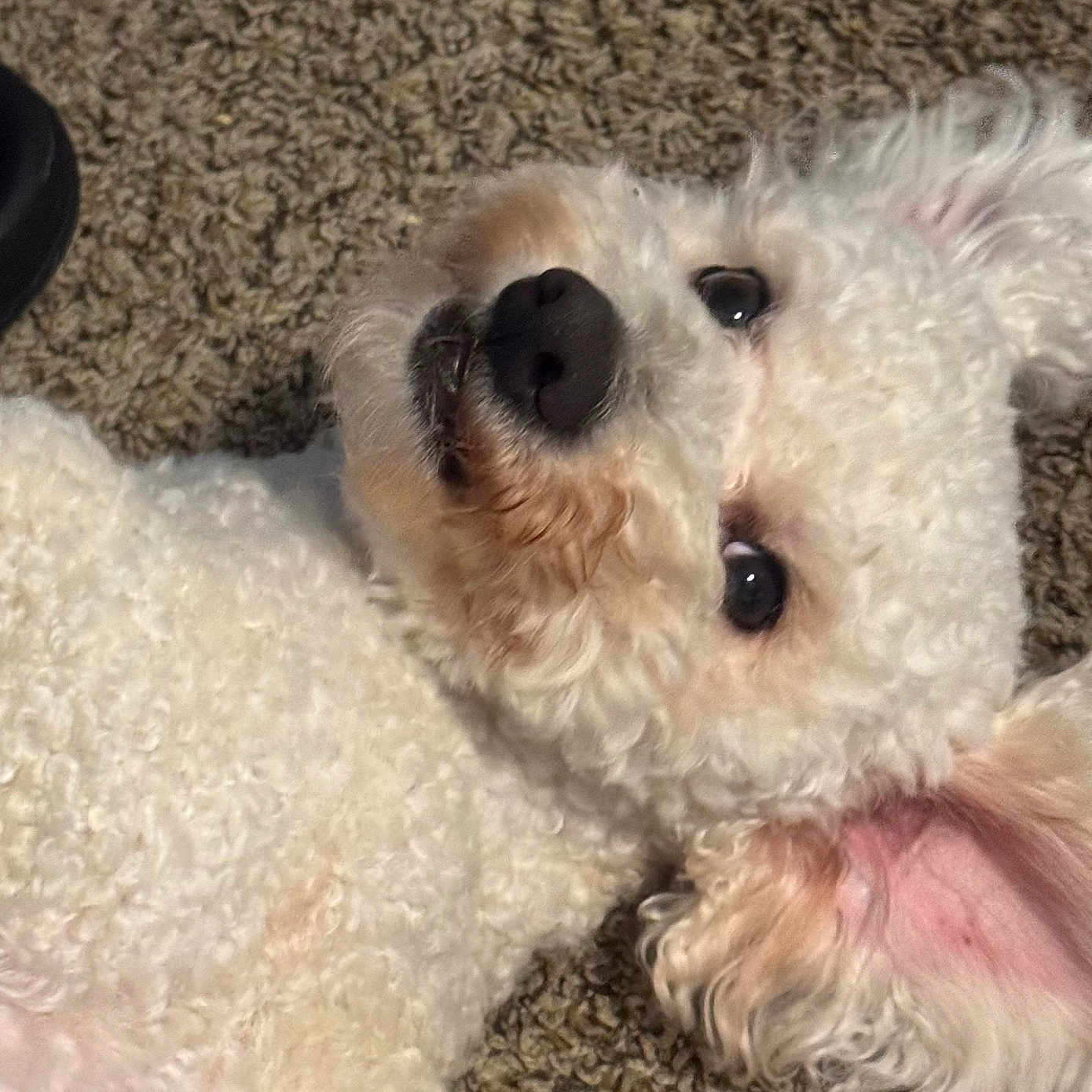 Pancho joined the competition — help win amazing prizes! dog, white_dog, curly_fur, pet, lying_down, carpet, indoor, black_slipper, cute, ears, fur_texture, close_up, animal, companion, domestic, relaxed, looking_up, curious, fluffy, small_dog
