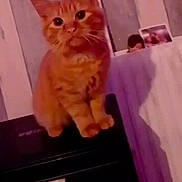 Aress participe au concours pour gagner de l'argent avec cette photo : cat, orange_cat, ginger_cat, pet, indoor, sitting, paws, whiskers, ears, fur, curious, close_up, portrait, wall, photo_frame, shadow, lamp_light, cozy, furniture, black_appliance