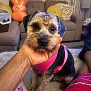 Pork Chop joined the competition — help win amazing prizes! dog, puppy, pink_harness, hand, couch, pillow, orange_bunny, living_room, curtains, carpet, person, footwear, blanket, cozy, indoor, pet, cute, fur, sitting, home