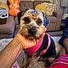 dog, puppy, pink_harness, hand, couch, pillow, orange_bunny, living_room, curtains, carpet, person, footwear, blanket, cozy, indoor, pet, cute, fur, sitting, home
