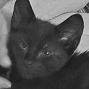 Jett joined the competition — help win amazing prizes! black_kitten, cat, close_up, ears, animal, pet, feline, fur, whiskers, face, eyes, domestic_animal, cute, young, hand, holding, soft, indoor, blur, shadow
