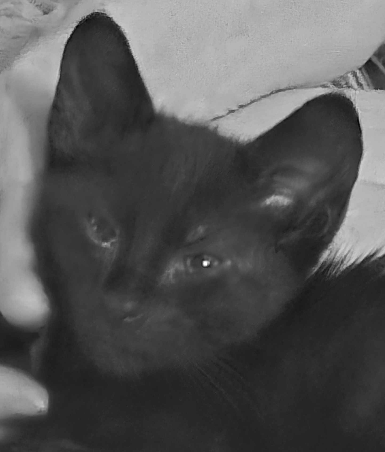 Jett joined the competition — help win amazing prizes! black_kitten, cat, close_up, ears, animal, pet, feline, fur, whiskers, face, eyes, domestic_animal, cute, young, hand, holding, soft, indoor, blur, shadow