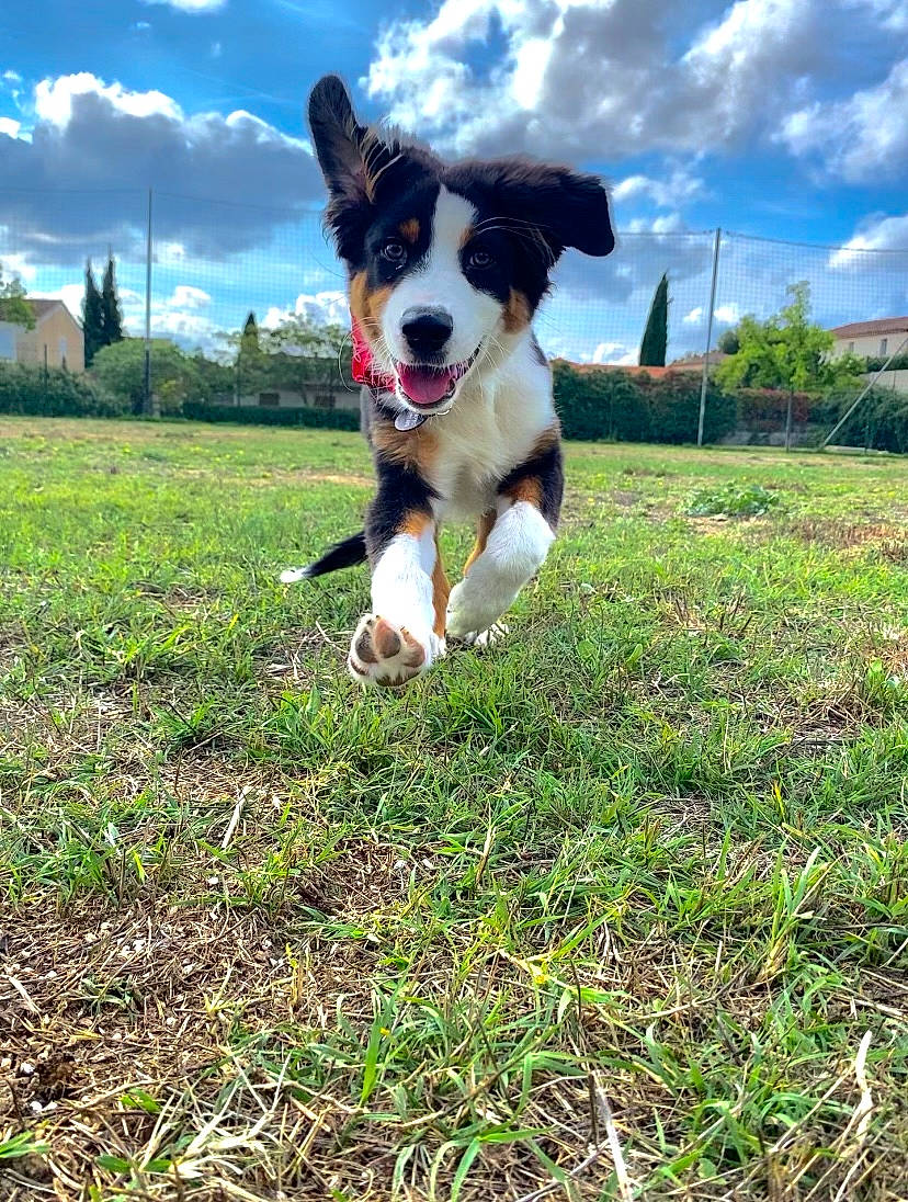 Marcus joined the competition — help win amazing prizes! australian_cattle_dog, canidae, carnivore, cloud, companion_dog, dog, dog_breed, grass, grassland, herding_dog, lawn, leisure, people_in_nature, plant, recreation, sky, sporting_group, tail, tree, walking