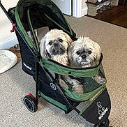 Luci N Ricki is registered to the contest to win money with this photo: animal, black, carpet, companion, cozy, cute, decor, dog, door, fluffy, green, home_interior, indoor, mesh, pet_accessory, pet_stroller, shelf, small_dog, two_dogs, wheels