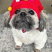 Luci joined the competition — help win amazing prizes! adorable, animal, black_nose, carpet, companionship, cute, dog, domestic, ears, festive, fluffy, fur, gold_star, hat, indoor, looking_up, pet, pom_poms, red_hat, small_dog