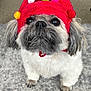 adorable, animal, black_nose, carpet, companionship, cute, dog, domestic, ears, festive, fluffy, fur, gold_star, hat, indoor, looking_up, pet, pom_poms, red_hat, small_dog