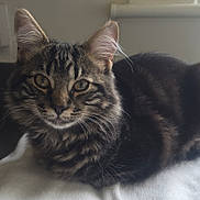 Larsson joined the competition — help win amazing prizes! animal, blanket, cat, closeup, cozy, cute, domestic_animal, ears, eyes, feline, fur, indoor, mammal, pet, portrait, relaxed, resting, soft, tabby_cat, whiskers